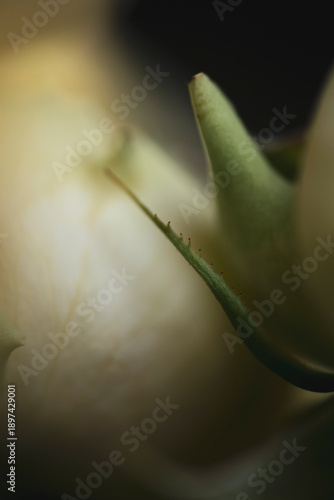 Extreme macro of rose sepal with tiny prickles, moody yellow flower bud on dark background, organic botanical detail