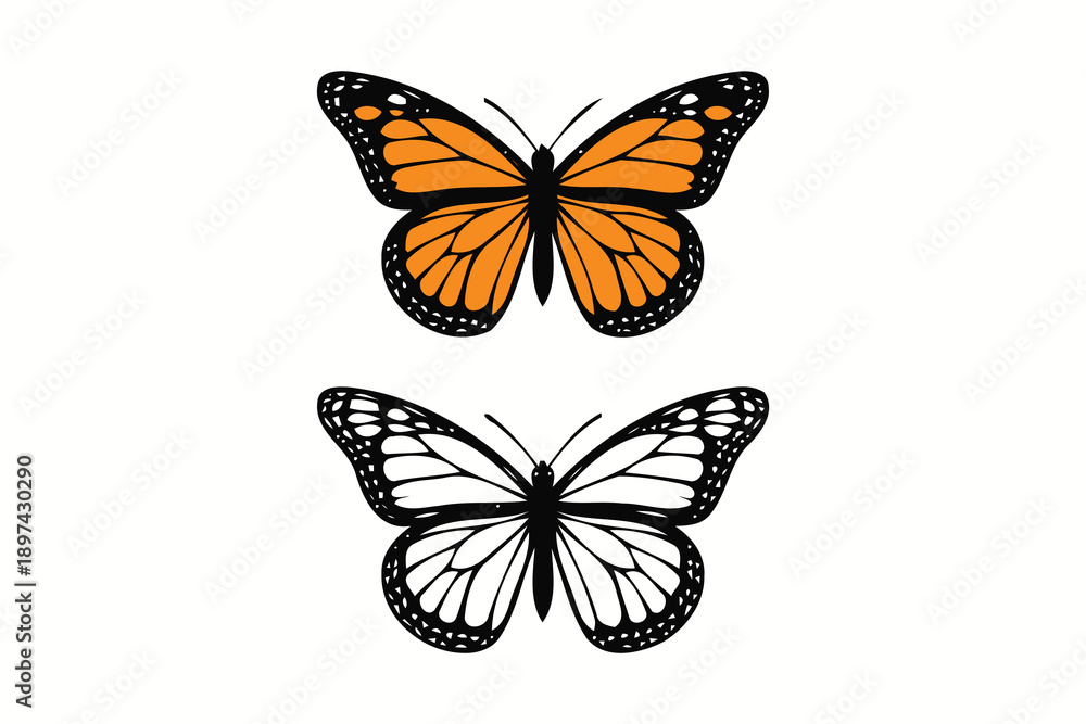 Obraz premium Monarch Butterfly in Color and Black and White Outline