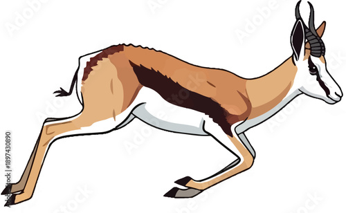 A springbok gazelle bounds forward with grace