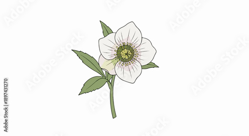 Delicate white flower with green leaves and a central yellow stamen