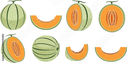 Eight illustrations of cantaloupe melons, whole, sliced, and halved