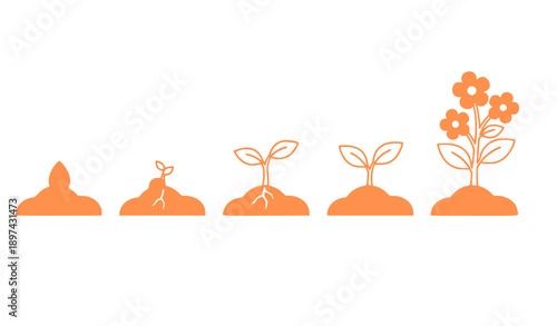 Growing Plant Stages Linear Infographic Vector Illustration