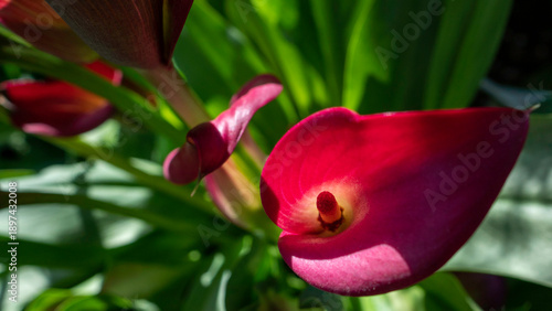 Photos A beautiful close-up of a deep magenta calla lily flower (Zantedeschia rehmannii), showcasing the delicate spathe and intricate yellow spadix in bright sunlight