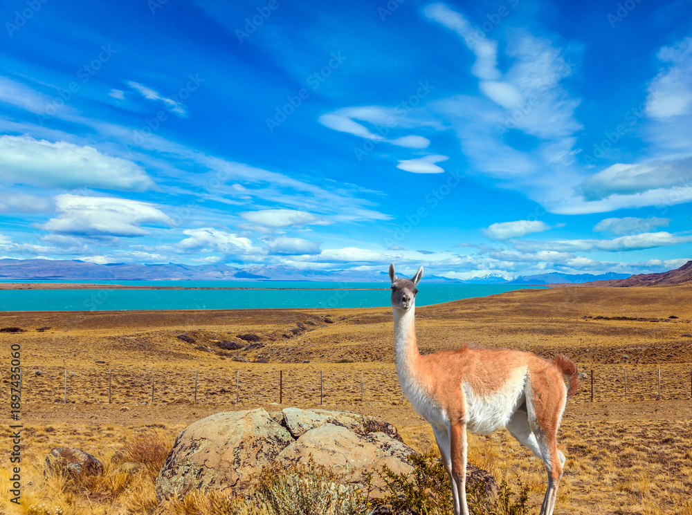 Fototapeta premium In the patagonian pampas grazing wild guanaco