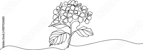 Single continuous line drawing beauty fresh hortensia for home wall decor art poster print. Decorative hydrangea flower concept. one line Icon drawing