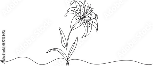 Single continuous line drawing beauty lilium lancifolium for home decor wall art poster print. Printable decorative tiger lily flower for green park. one line Icon drawing