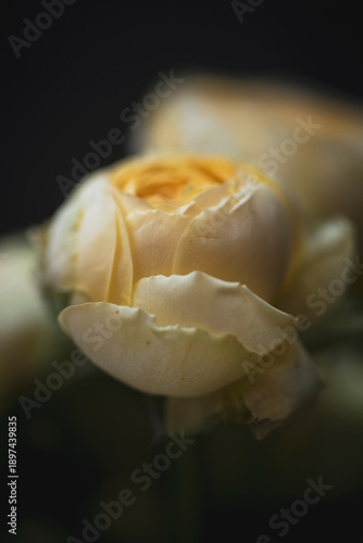 Cuadro en lienzo Semi-open yellow rose bud macro, elegant floral portrait in moody vintage style,