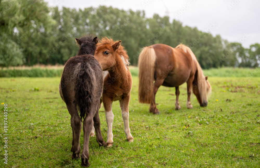 Fototapeta premium Three small ponies grazing together on green meadow in peaceful countryside farm