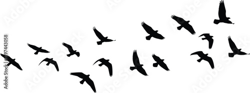 Black migratory bird silhouettes flying in flock, soaring wings and avian wildlife elements set, group of birds bundle for nature sky landscape design,