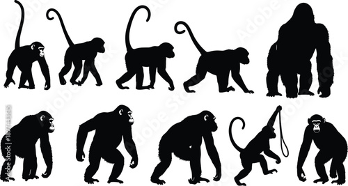 silhouettes of ten primates, showcasing a variety of species, including several types of monkeys and a gorilla. Here’s a detailed explanation of the elements