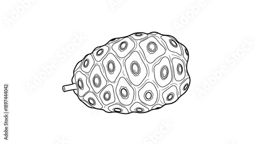 Botanical line drawing of a noni fruit with its characteristic patterned skin and a small stem shown in a clean black and white outline.