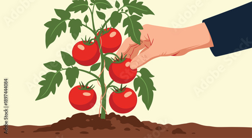 Close-up of a hand carefully harvesting a ripe red tomato from a lush green plant growing in rich soil in a garden.
