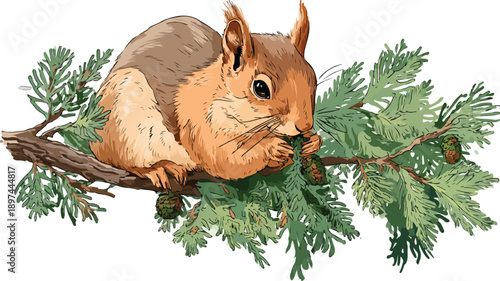 Cute Squirrel Eating Cedar Illustration Cartoon Vector