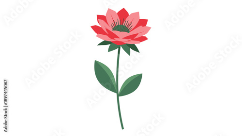 Single blooming red flower with green leaves and a long stem isolated on a plain white background for nature design.