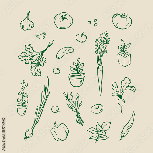 Set of garden sketches. Outline doodles vegetables and plant