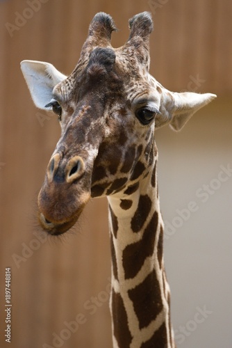 Photography portrait of a giraffe