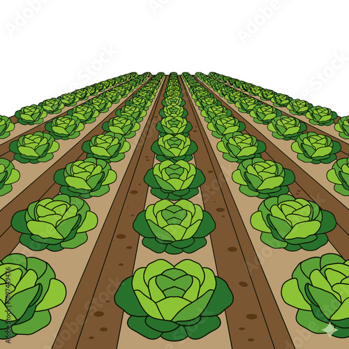 Rows of green lettuce growing on agricultural field isolated on white background, concept of farming and cultivation