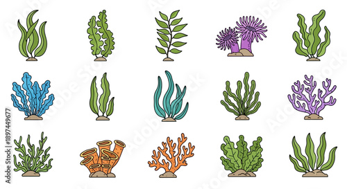 Seaweed and Coral Collection Vector