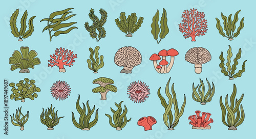 Seaweed and Coral Vector Illustration Set