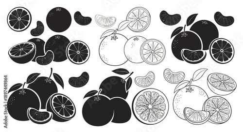 Tangerine Citrus Fruit Vector Set