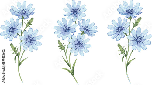 Blue chicory flower illustration set with delicate petals and stems, hand drawn botanical floral elements, isolated on white background