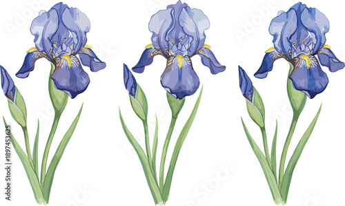 Blue iris flower illustration set with blooming petals and buds, elegant botanical floral elements, hand drawn style, isolated on white background