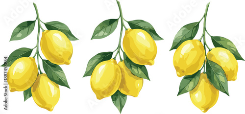 Fresh lemon branch illustration set, ripe yellow citrus fruits with green leaves isolated on white background watercolor vector