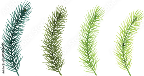 Pine tree branch illustration set in different green shades, hand drawn evergreen foliage elements, isolated on white background