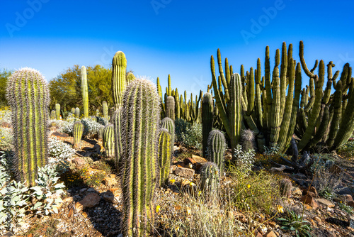 Cacti and related desert flora at the Arizona-Sonoran Desert Museum in the winter of 2026