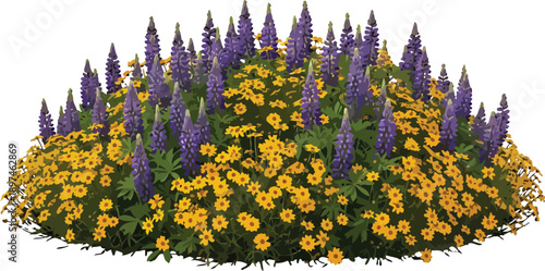 Lupine and Coreopsis Flower Bed Illustration for Garden Design and Botanical Decoration Vector Graphic
