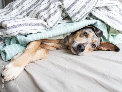 Wallpaper Mural portrait of spotted Dog, pet lying on bed under blanket. puppy froze and hid under blanket, heating in winter. taking care of animals, buying heater. purebred dog is sad and looks into frame. Torontodigital.ca