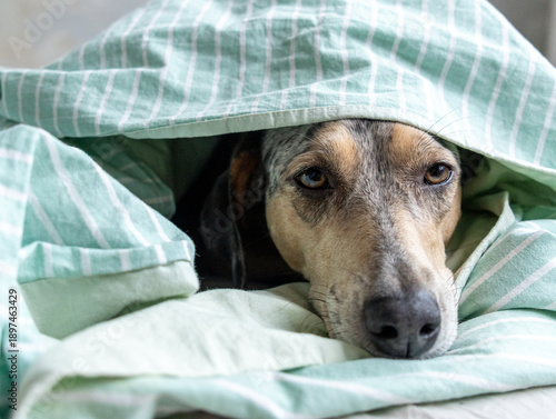Wallpaper Mural spotted Dog is lying on a bed under a blanket. pet froze and hid under blanket, heating in winter. taking care of animals, buying heater. purebred dog is sad and looks into frame. Torontodigital.ca