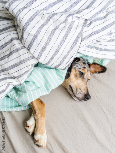 Wallpaper Mural top view of spotted Dog, sad pet lying on a bed under blanket. puppy froze and hid under blanket, heating in winter. taking care of animals, buying heater.  Torontodigital.ca