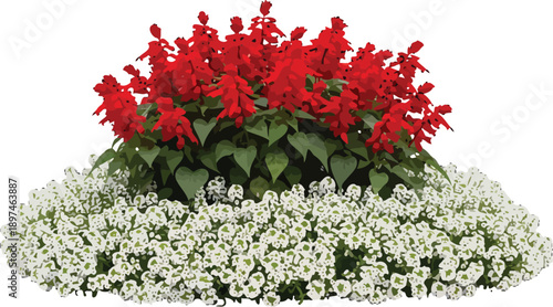 Detailed vector illustration of a red salvia and white alyssum flower bed isolated on black background for garden design graphics