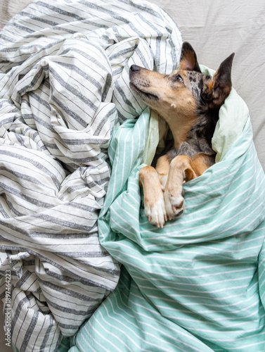 Wallpaper Mural funny spotted dog is wrapped in blanket and sleeping on bed, pet is frozen and hid under blanket, heating in winter. taking care of animals. dog from shelter. Torontodigital.ca