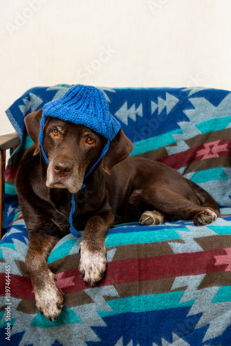 Wallpaper Mural Labrador Retriever dog is lying on a chair in a blue knitted hat. pet looks at the camera with a serious and sad expression on his face. The idea of warmth and comfort, caring for animals. Torontodigital.ca