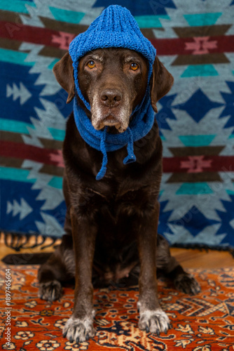 Wallpaper Mural Labrador Retriever Dog in blue hat and scarf sits on floor with a sad face against colored background. animals are like people, taking care pet. purebred domestic animal clothing. High quality photo Torontodigital.ca