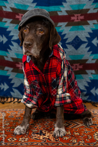 Wallpaper Mural Labrador Retriever Dog in red shirt and gray baseball cap sits on floor with sad face. animals are like people, taking care of dog. pedigreed domestic pet, posing, animal clothing. High quality photo Torontodigital.ca