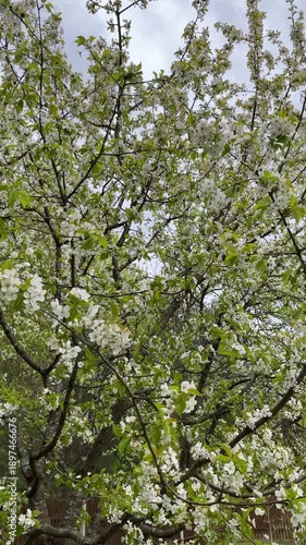 Vertical video of flowering cherry tree canopy covered with white blossoms and fresh green leaves against soft sky. Spring renewal, gardening, wellness and nature backgrounds.