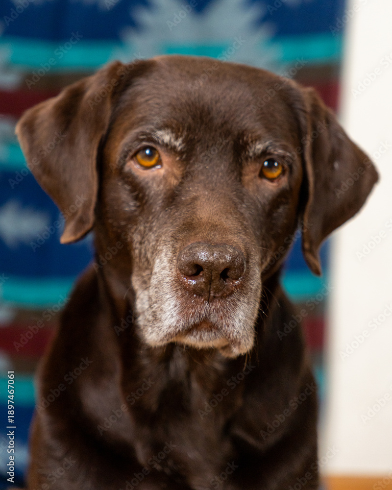 Fototapeta premium portrait of chocolate Labrador retriever dog. pet with a gray head, an adult elderly dog poses and looks at the camera. taking care of animals.