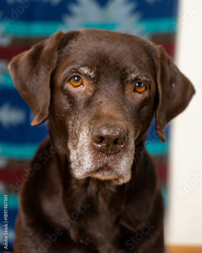 Wallpaper Mural portrait of chocolate Labrador retriever dog. pet with a gray head, an adult elderly dog poses and looks at the camera. taking care of animals. Torontodigital.ca
