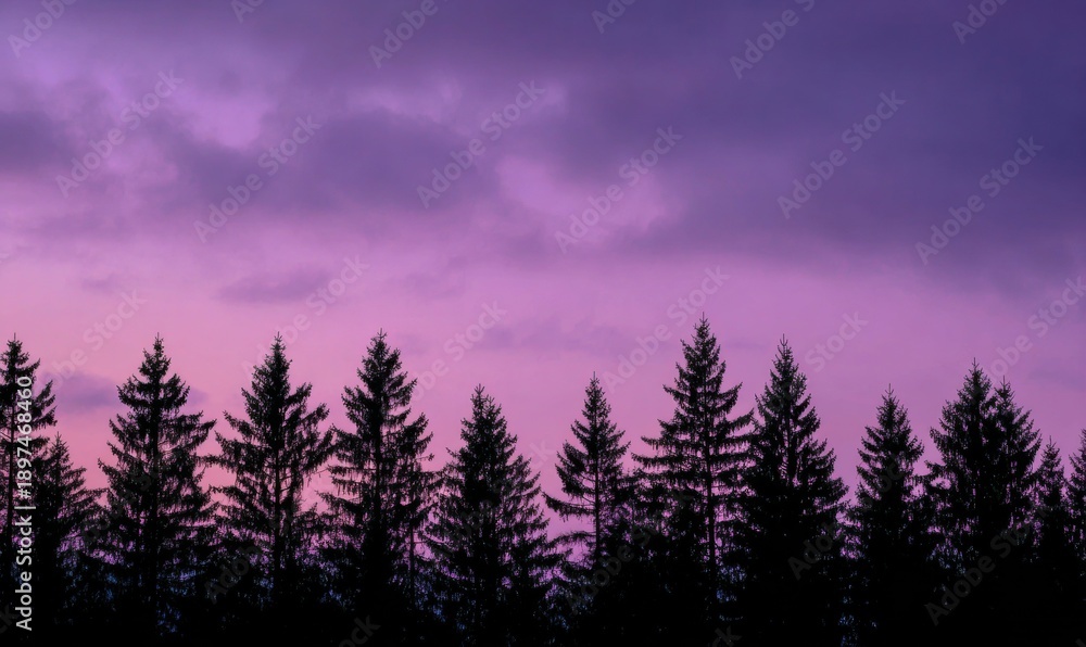 Fototapeta premium A row of trees with purple sky in the background