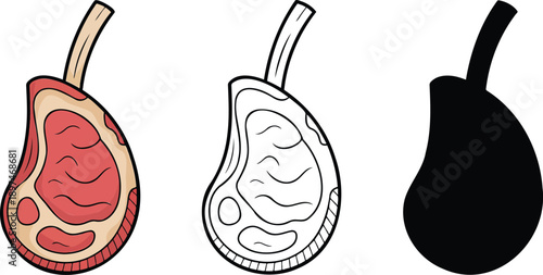 Raw meat silhouette & Outline and illustration set isolated on transparent background
