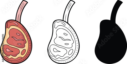 Raw meat silhouette & Outline and illustration set isolated on transparent background