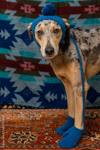 Wallpaper Mural spotted dog with a sad face in a blue hat with a pompom and mittens on his paws sits on colored background and looks at the camera. pet in clothes. taking care of animals, dogs are like people. Torontodigital.ca
