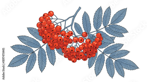 Branch of bright red rowan berries with contrasting blue-grey leaves in a detailed botanical illustration on a white background.