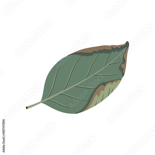 A solitary leaf with wilting edges, illustrated in a simple style, against a white background.