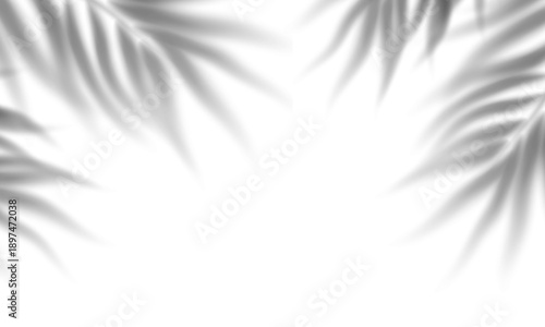 corner palm shadow overlay
