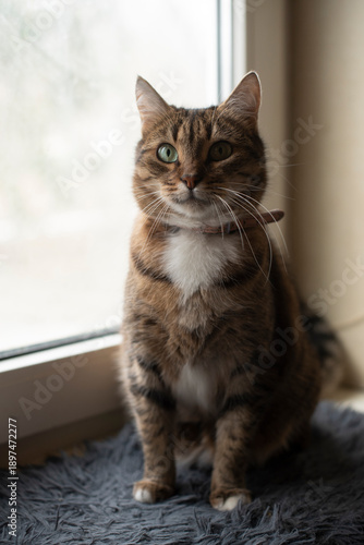 Wallpaper Mural A domestic tabby cat with green eyes sits on a soft rug near a window.  Torontodigital.ca