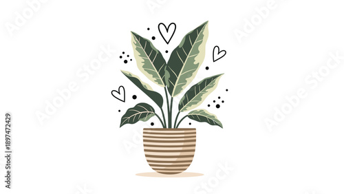 Elegant indoor potted plant with large green and white variegated leaves in a striped ceramic pot decorated with small hearts and dots.